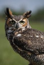 Great-horned Owl Royalty Free Stock Photo
