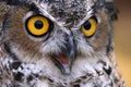 Great Horned Owl Royalty Free Stock Photo