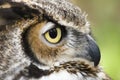 Great Horned Owl