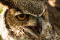 Great Horned Owl Royalty Free Stock Photo