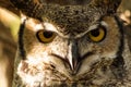 Great Horned Owl Royalty Free Stock Photo