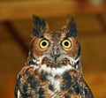 Great Horned Owl Royalty Free Stock Photo