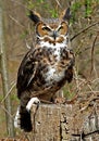 Great Horned Owl Royalty Free Stock Photo