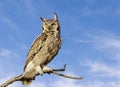 Great horned owl Royalty Free Stock Photo