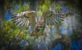 Great horned owl adult bubo virginianus flying towards camera from oak tree, yellow eyes fixed on camera