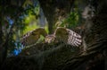 Great horned owl adult bubo virginianus flying towards camera from oak tree, yellow eyes fixed on camera, wings spread apart, bo Royalty Free Stock Photo