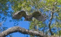 Great horned owl adult bubo virginianus flying towards camera from oak tree Royalty Free Stock Photo