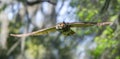 great horned owl adult (bubo virginianus) flying towards camera from oak tree, yellow eyes, wings spread apart Royalty Free Stock Photo