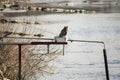 Great Horned Owl along the Arkansas River