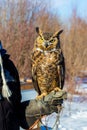 Great Horned Owl.