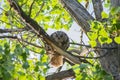 Watchful Great Horned Owl on Limb Royalty Free Stock Photo