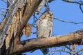 Young Great Horned Owl Being Watchful At Sunrise Royalty Free Stock Photo