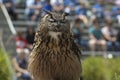 Great Horned Owl Eyes closed at bird show at Los Angeles Zoo Royalty Free Stock Photo
