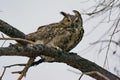 A Great Horned Owl Annoyed on a Windy Day Royalty Free Stock Photo