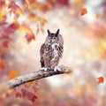 Great Horned Owl in the autumn woods Royalty Free Stock Photo