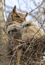 Great-horned Owl babies in the nest, Royalty Free Stock Photo