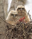 Great-horned Owl babies in the nest Royalty Free Stock Photo