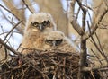 Great-horned Owl babies in the nest, Quebec Royalty Free Stock Photo