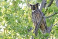 Great-horned Owl babies perched on a tree branch in the forest Royalty Free Stock Photo