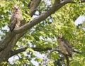 Great-horned Owl babies perched on a tree branch in the forest Royalty Free Stock Photo