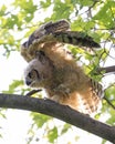 Great-horned Owl baby flying in the forest, Quebec Royalty Free Stock Photo