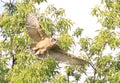 Great-horned Owl baby flying in the forest Royalty Free Stock Photo