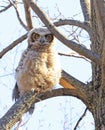 Great-horned Owl baby perched on a tree branch in the forest Royalty Free Stock Photo