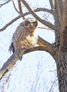 Great-horned Owl baby perched on a tree branch in the forest Royalty Free Stock Photo
