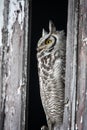 Great Horned Owl Barn Royalty Free Stock Photo