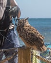 Great Horned Owl on the beach at the Paradise Cove, Malibu, California Royalty Free Stock Photo