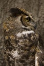 Great Horned Owl Bird of Prey Royalty Free Stock Photo