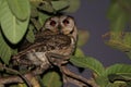 great horned owl on branch with scary starring eyes Royalty Free Stock Photo