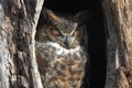 Great Horned Owl (Bubo virginianus) Royalty Free Stock Photo