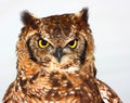 Great Horned Owl (Bubo virginianus) Royalty Free Stock Photo