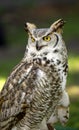 Great Horned Owl (Bubo virginianus) Royalty Free Stock Photo