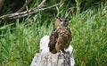 The Great Horned Owl sitting on a tree stump. Royalty Free Stock Photo