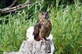 The Great Horned Owl sitting on a tree stump. Royalty Free Stock Photo