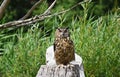 The Great Horned Owl sitting on a tree stump. Royalty Free Stock Photo