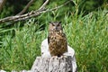 The Great Horned Owl sitting on a tree stump. Royalty Free Stock Photo