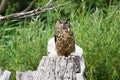 The Great Horned Owl sitting on a tree stump. Royalty Free Stock Photo