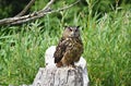 The Great Horned Owl sitting on a tree stump. Royalty Free Stock Photo