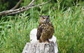 The Great Horned Owl sitting on a tree stump. Royalty Free Stock Photo