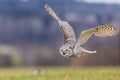 great horned owl (Bubo virginianus), also known as the tiger owl during the flight Royalty Free Stock Photo