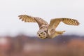 great horned owl (Bubo virginianus), also known as the tiger owl in flight Royalty Free Stock Photo