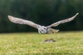 great horned owl (Bubo virginianus), also known as the tiger owl in flight Royalty Free Stock Photo