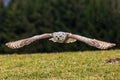 great horned owl (Bubo virginianus), also known as the tiger owl flying low Royalty Free Stock Photo