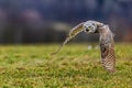 great horned owl (Bubo virginianus), also known as the tiger owl while flying low over the ground Royalty Free Stock Photo