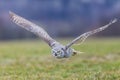 great horned owl (Bubo virginianus), also known as the tiger owl while flying low over the ground Royalty Free Stock Photo