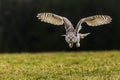 great horned owl (Bubo virginianus), also known as the tiger owl when flying Royalty Free Stock Photo