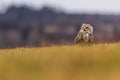 great horned owl (Bubo virginianus), also known as the tiger owl in the grass Royalty Free Stock Photo